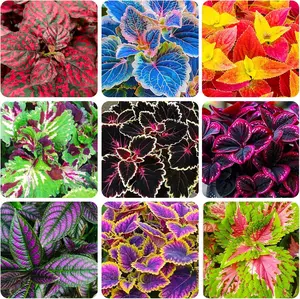 200+ Mix Color Coleus Seeds for Planting - Beautiful Plant in Your Home Garden Indoors or Outdoors - Attractive and Colorful Coleus Seeds