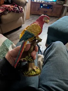Beautiful trinket holder parrot with wings that open