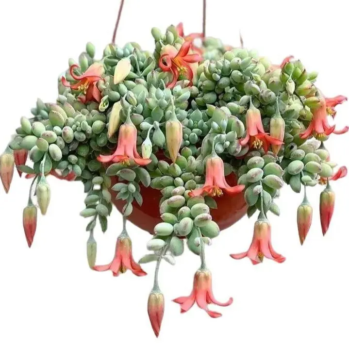 Live Cotyledon Pendens Plant - Trailing Succulent - Cliff Cotyledon -  2 Inch Pot