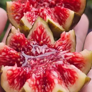 Fig tree seedlings, easy to pick, low cost, sweet fruit, first choice for beginners when on the ground or in pots