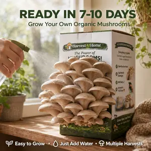 【DealsForYouDays】Organic Oyster Mushroom Grow Kit 3.5 lb | Grow Fresh Oyster Mushrooms at Home | Ready in 7-10 Days | No Soil No Sun | High Yield Indoor Kit | Beginner Friendly | USDA Organic | Non-GMO | Made in USA | Gift for Adults & Kids