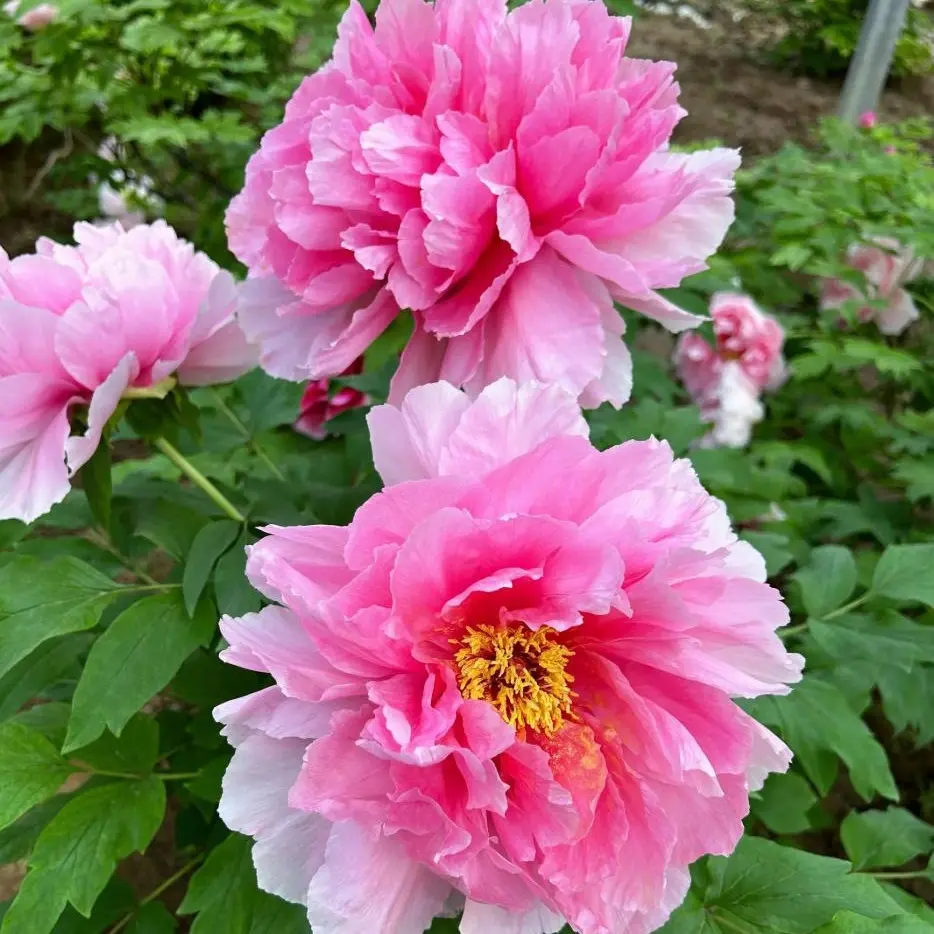 Double Peony Seeds for Planting, Beautiful Peony Flower Seeds, Perennial Garden Flowers for Home Garden, Backyard, Patio and Flower Lovers