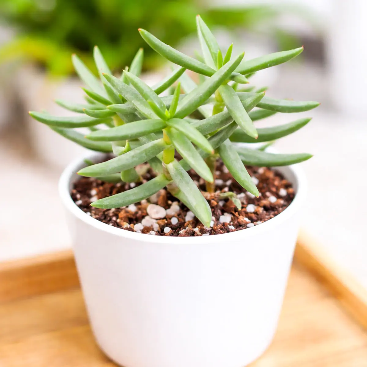 Crassula tetragona Miniature Pine
