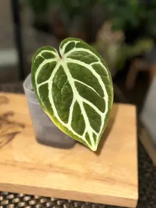 Anthurium Doc Block Brielle X Zara Self - #2