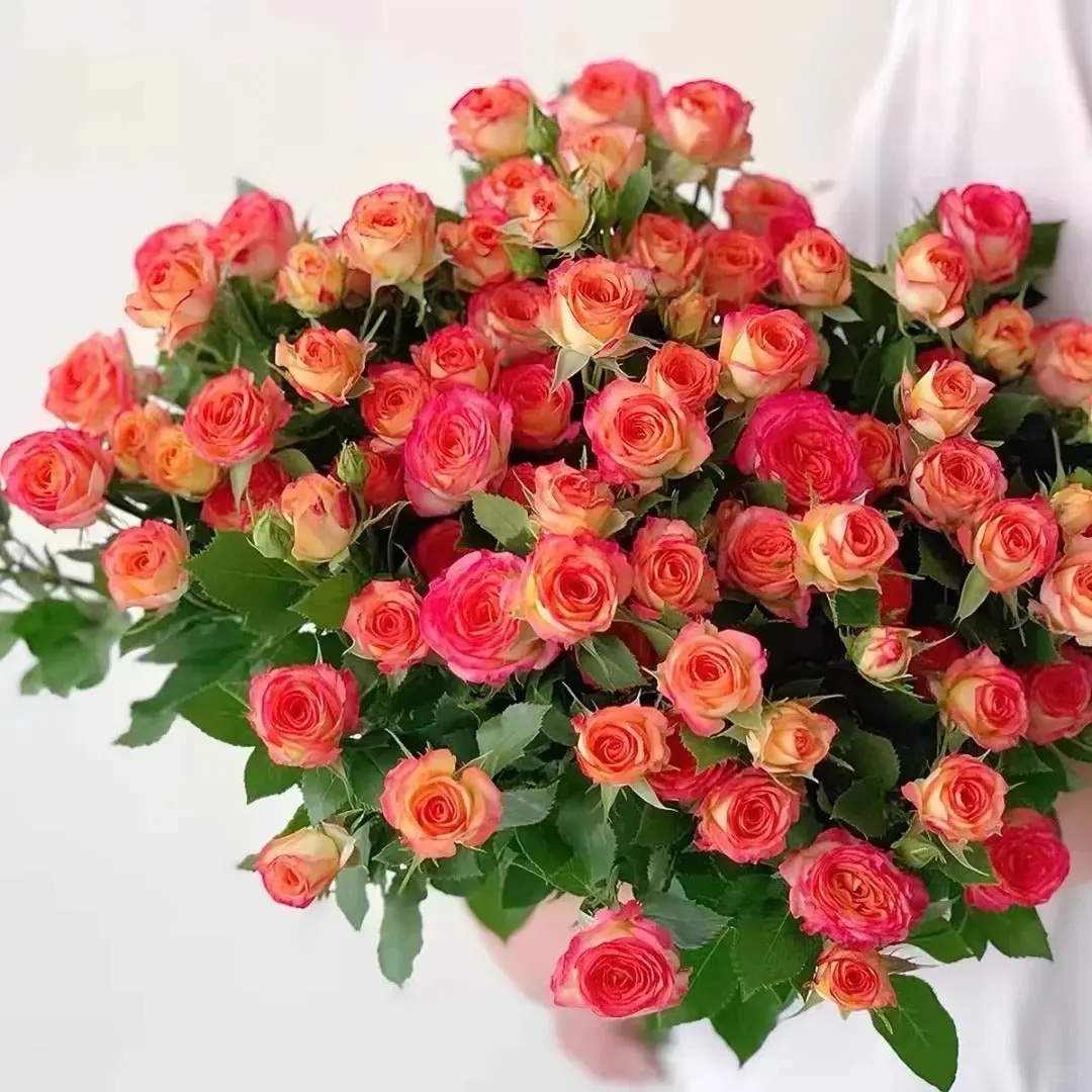 Rare Rose【Alice Bubble】1Gal Own-Root Live Plant| New variety Spray Florist| Dual Tone Sunset Rose| Heat Tolerant| Cut Flower| Long Vase Life