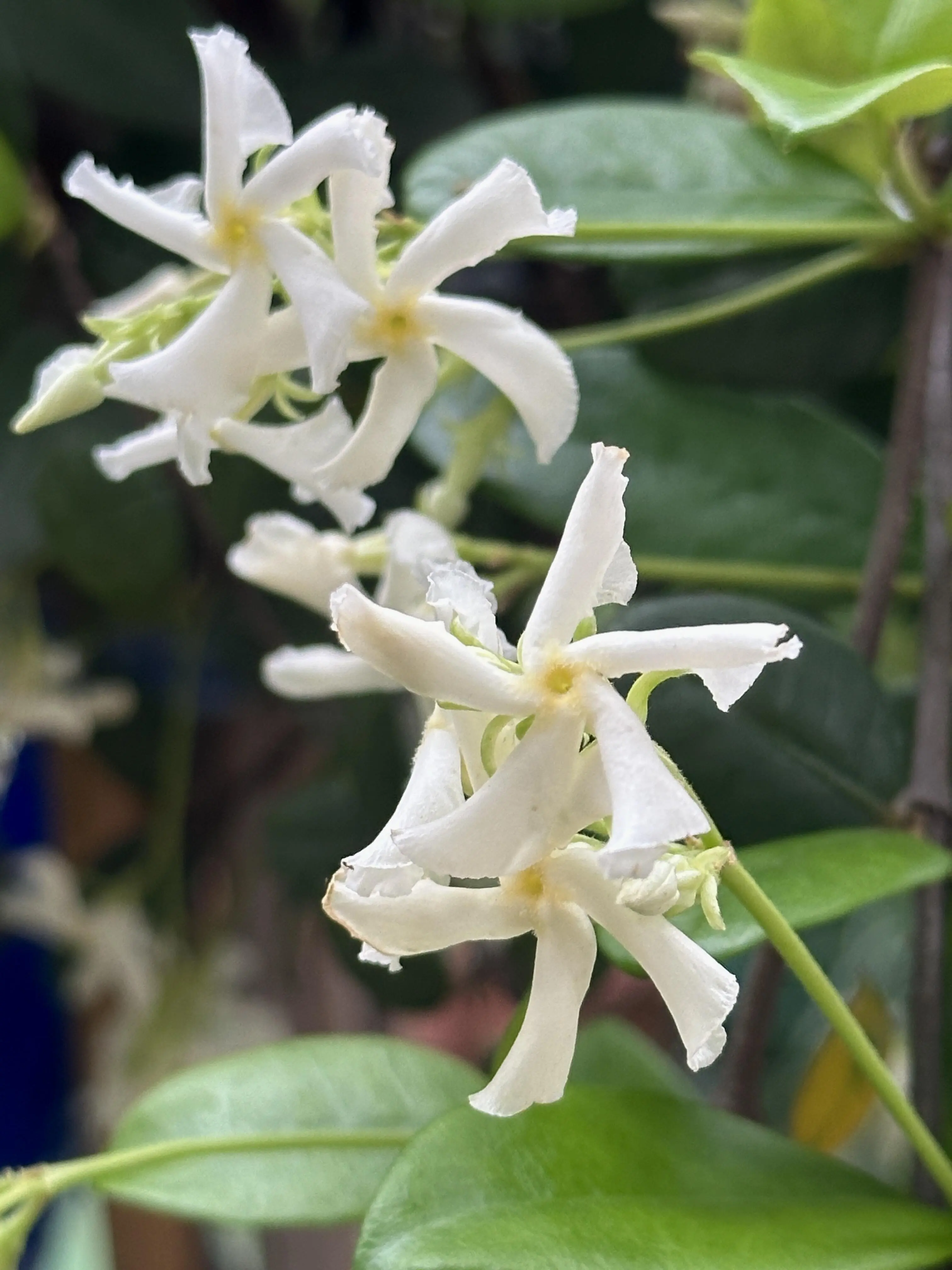 Non-GMO Climbing Windmill Jasmine Seeds | Fragrant Evergreen