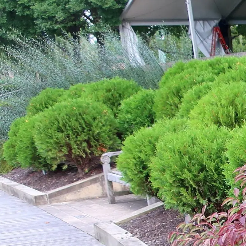 Little Giant Arborvitae