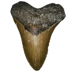 Megalodon Tooth 5.8"x 4.5" - Authentic Fossil Specimen for Collectors and Paleontology Enthusiasts