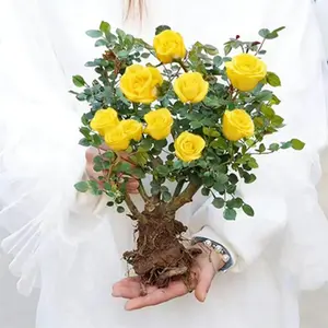 Yellow rose living plant with high survival rate, long flowering period and strong vitality, is an ideal choice for home garden and landscape decoration