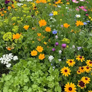 Beneficial Bug Mix Bulk Wildflower Seeds, 1lb