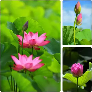 20PCS Bonsai Lotus Seed Water Lily Non GMO Family Treasure Garden Planting Home (Purple)