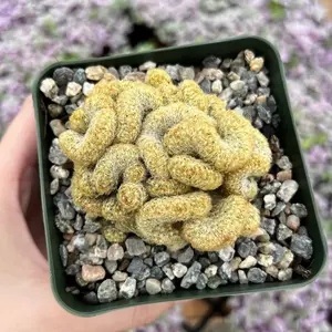Brain Cactus in 3.5” pot, Crested Cactus, Golden Mammillaria Cristata Cactus, Rare Cactus, Unique Plant Gift