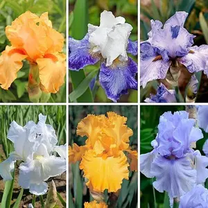 Rare Iris Seeds for Planting - 75+ Iris Flower Seeds Perennial Non-GMO Heirloom Exotic Flower for Garden Outdoor