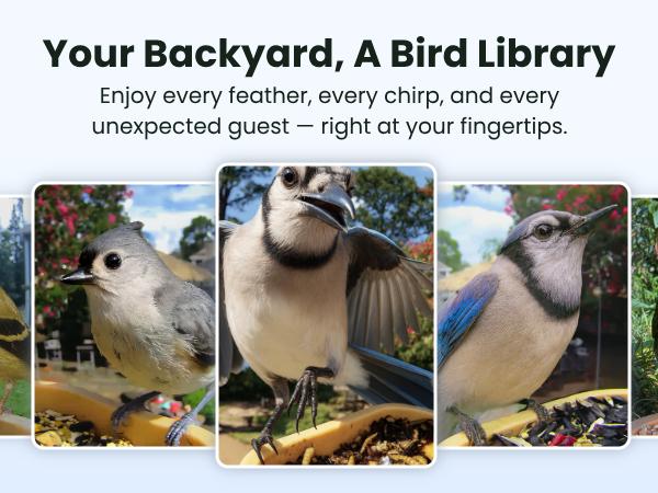 Birdfy Smart Bird Feeder with Camera for Rookie, Camera Bird Feeder Dual Night Vision, AI Recognition IP66 Waterproof for BirdLovers