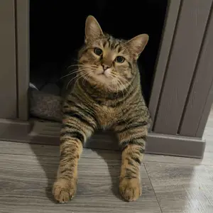 Durable Waterproof Plastic Dog/ Sheep House for Small to Large Sheep, Indoor Outdoor Pet Shelter with Ventilated Roof and Elevated Floor, Easy Assembly-Best Christmas Gifts.