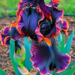 35 Rare Black Bearded Iris Flower Seeds Striking Garden Blooms Purple Orange Spring Garden Decorative Plant