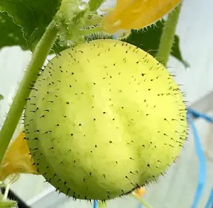 Lemon Cucumber Heirloom Cucumber Seeds