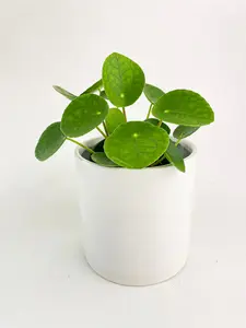 Pilea Peperomioides (Friendship Chinese Money Plant)