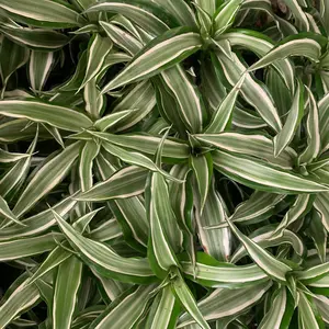 Decorative Dracaena White Bird 4-Inch Plant - Easy to Care for Low Light & Stress Reducing Home for Small Spaces