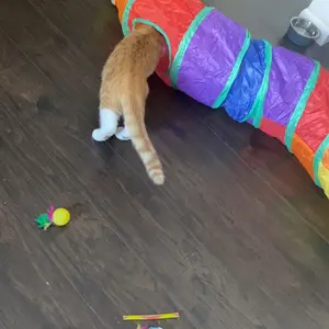 Cat Toys Set - 22pcs Interactive Cat Toys for Kittens & Indoor Cats with Rainbow Tunnel, Feather Teaser Wand, Sisal Mice, Bell Balls & Crinkle Balls