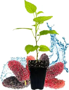 Dwarf Everbearing Black Mulberry Tree Live Plant - Morus nigra, 3-8 inches tall in a 3-inch-deep pot