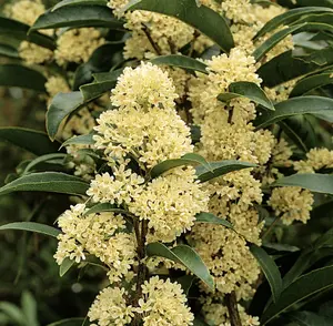 Fudingzhu Fragrant Tea Olive ( Osmanthus ) - Live Plant - ( 1 QT ) Spring Garden Patio