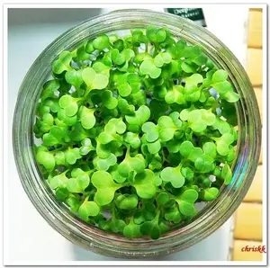 1000 Seeds Love Grass Aquarium Grass Plants Seeds About  Aquatic Leaf Carpet Water Grass, Live Pond Plant Seeds,Fish Aquatic Water Grass Decor,Easy to Plant Grow Maintain