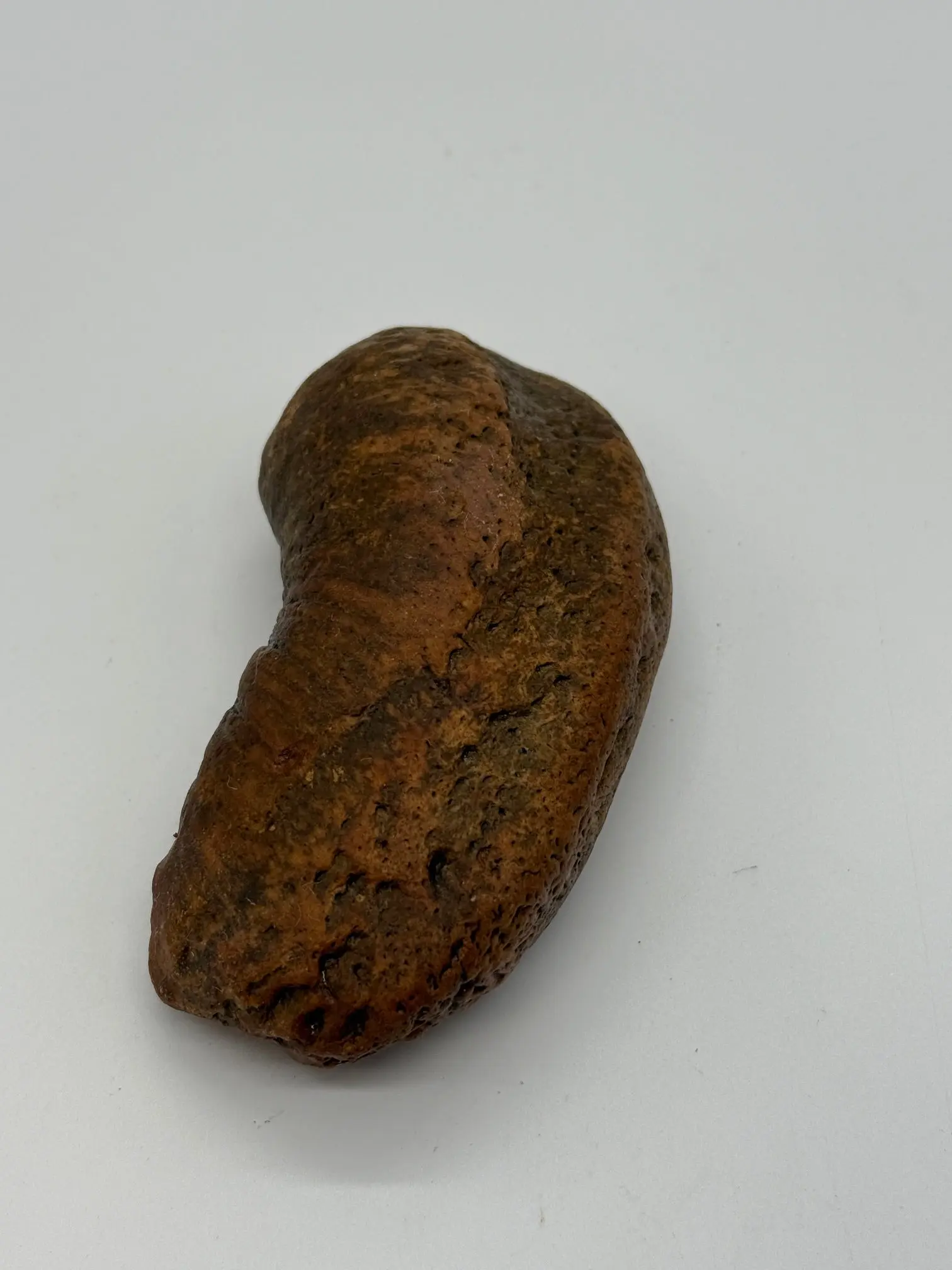 AUTHENTIC FOSSILIZED WHALE INNER EAR FOSSIL, NATURAL CRYSTAL AND FOSSIL COLLECTION