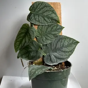 Monstera Dubia pole 4" pot Tropical House Plant - Brighten Your Home Decor with Unique Leaves