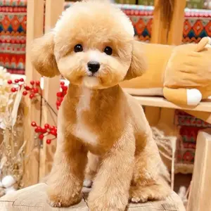 background preload poster image 