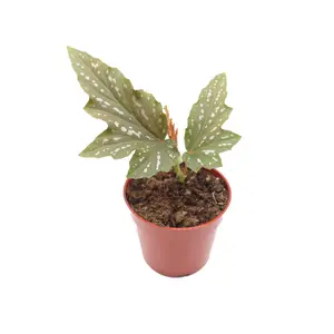 Begonia Angel Wing - 4'' from California Tropicals