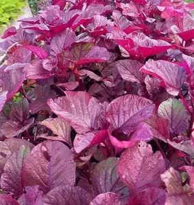 2000+ Varieties Red Amaranth Spinach Seeds for Planting, Vegetable Gardening Seeds for Home Garden
