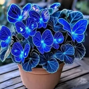 800 pcs Hosta Seeds – Perfect for Shaded Paths, Corners & Flower Beds