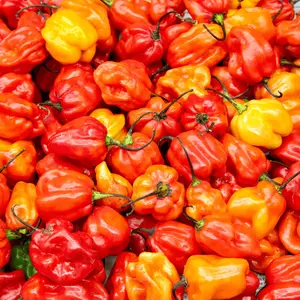 Habanero Pepper Seeds vegetable seeds home planting Habanero Pepper Seeds vegetable seeds home planting