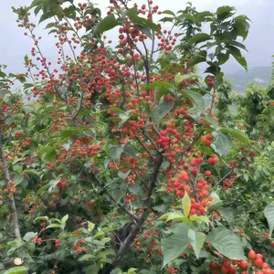 Dwaft Cherry, BigBerry Sweet Cherry Plant Live Fruit Tree | 20 inch tall