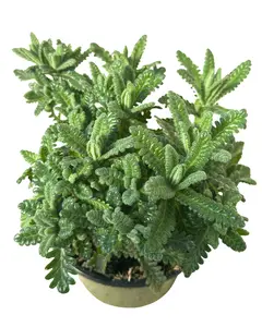 4" French Lavender – No Flowers – Live Plant