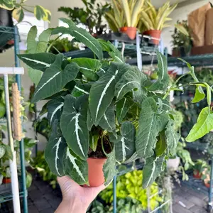 6” Syngonium wendlandii