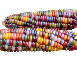 100+ Glass Gem Corn Seeds Non-GMO Popcorn Delicious Jewel-Toned, Glass-Like Kernels, Grown in USA.