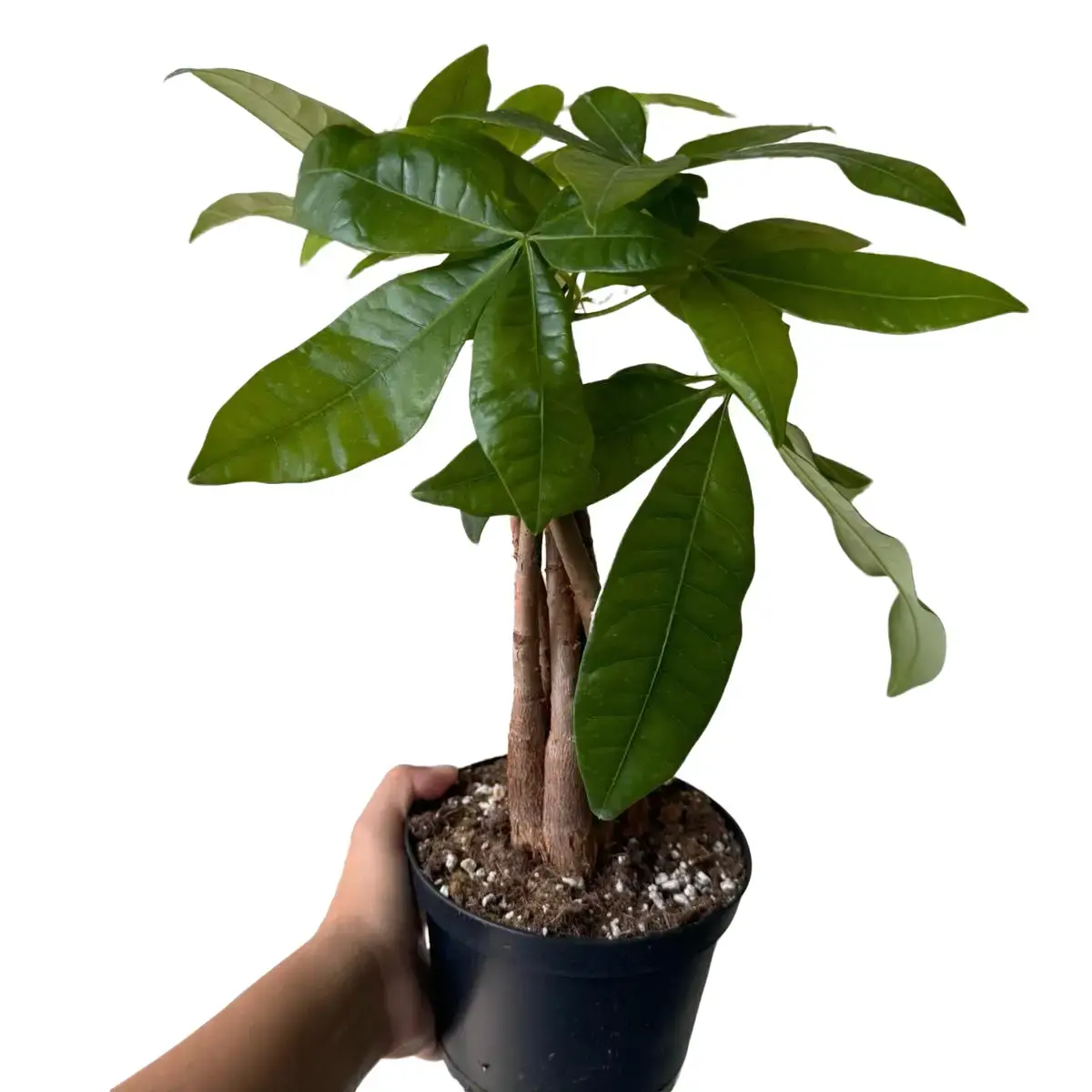 parlor palm care Palm Parlor Neanthe Bella Palm, Live Plant Indoor Air Purifier main image 1