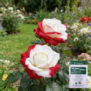 #Red & White Rose Seeds | Beautiful, High-Quality Flowers for Home & Garden | Perfect for Bouquets, Landscaping & DIY Arrangements