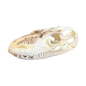 Komodo Dragon Skull Replica - Museum Quality