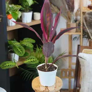 Cordyline “Red Sister” - 4 Inch