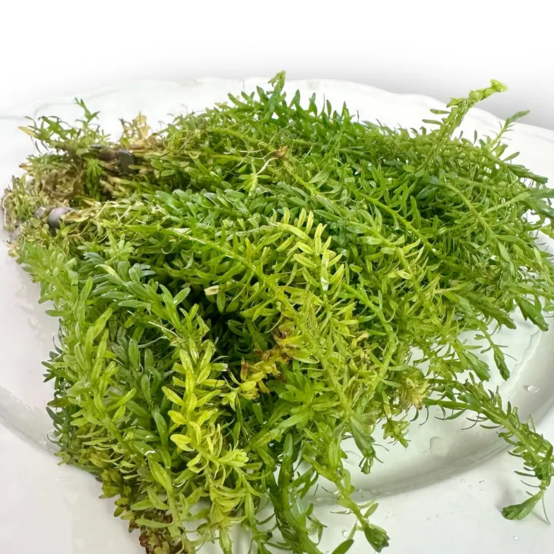 Tofu's Tanks Rotala Nanjenshan Stem Plant Bunches- Freshwater Aquarium Plant- Great for bettas, tetras, guppies, and more!