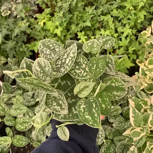 Potho Picta 4inch live indoor tropical plant