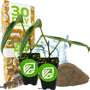 2-Pack Black Pepper Plants - Piper nigrum live starter plants by Wellspring Gardens