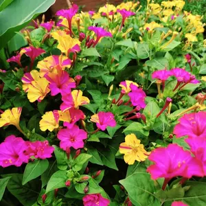 100PCS Mixed Four O’Clock Seeds – Fragrant Night Blooms That Light Up Your Garden