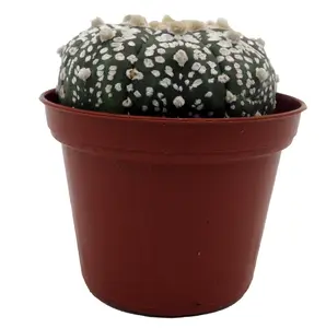 Sea Urchin Cactus Plant - Astrophytum - 2.5" Pot
