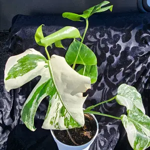 Monstera deliciosa albo-variegata