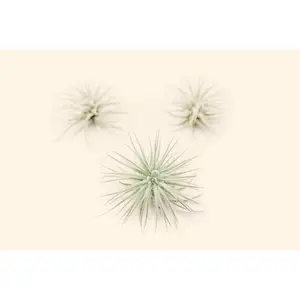 3 Small Tillandsia Tectorum Ecuador Air Plants for $14