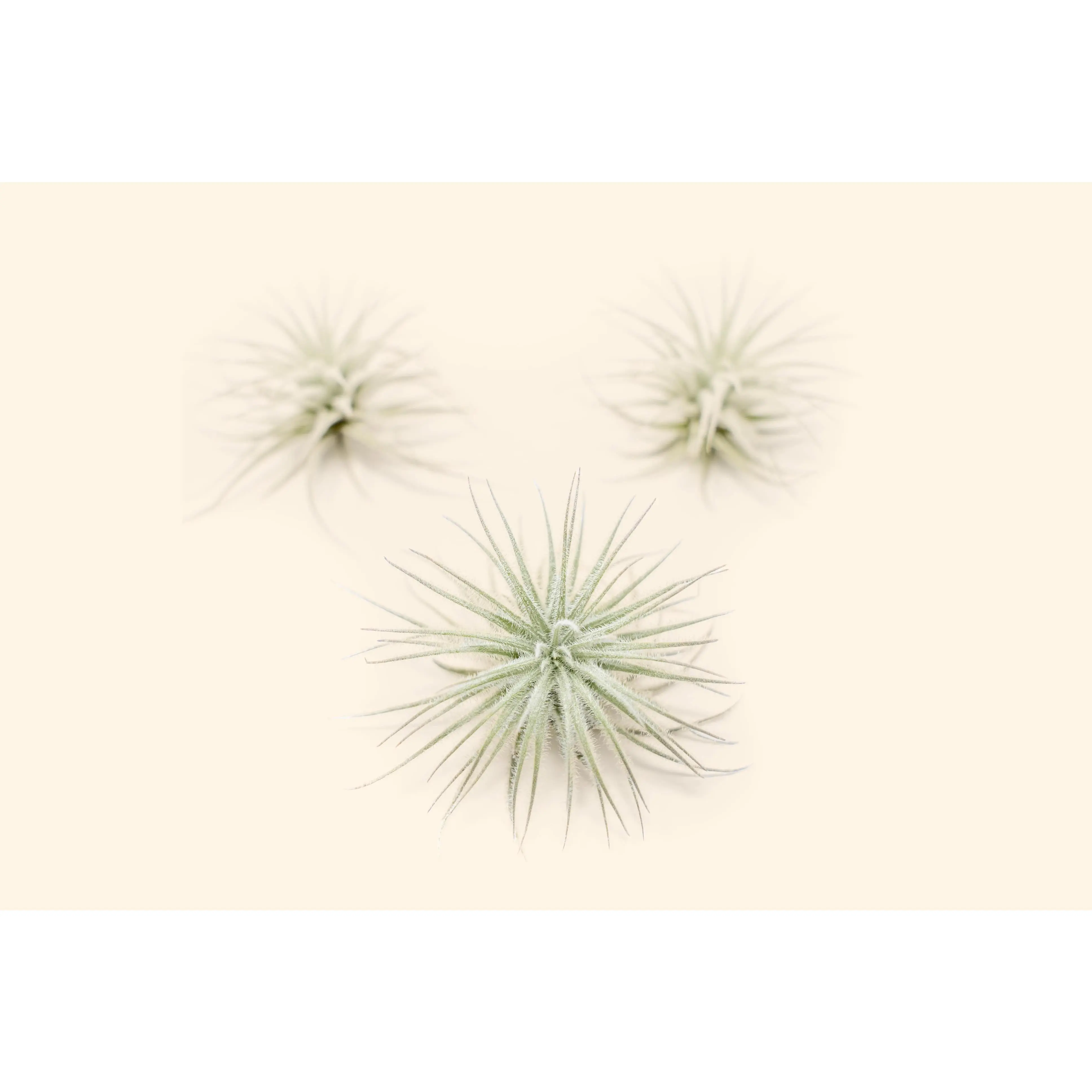 3 Small Tillandsia Tectorum Ecuador Air Plants for $14